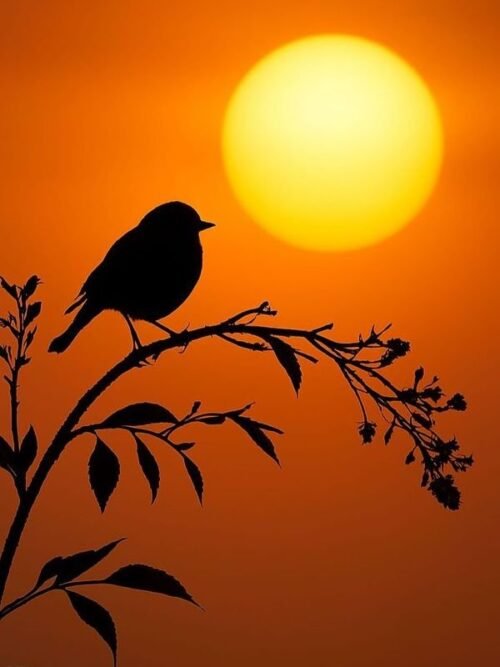 Sunset Wall Art